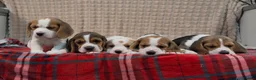 Beagle dogs for sale: BEAUTIFUL (SHOW TYPE) BEAGLE PUPPIES READY NOW - Advert 24