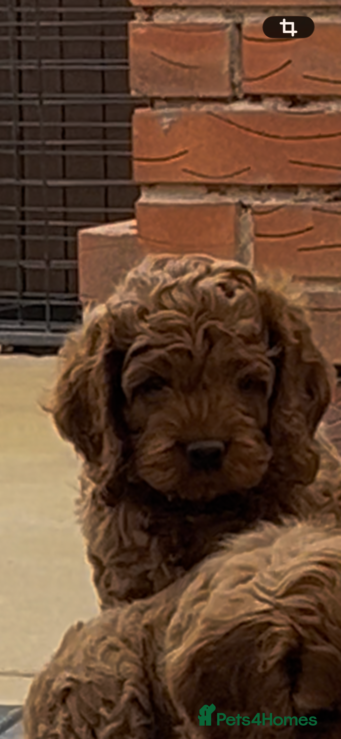 Cockapoo dogs STUNNING AMERICAN COCKAPOOS HEALTH TESTED PARENTS  - Advert 2