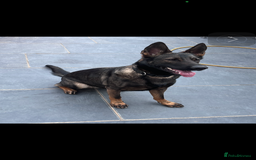 German Shepherd dogs for sale: gorgeous kc reg working blood line German Shepard  - Image 2