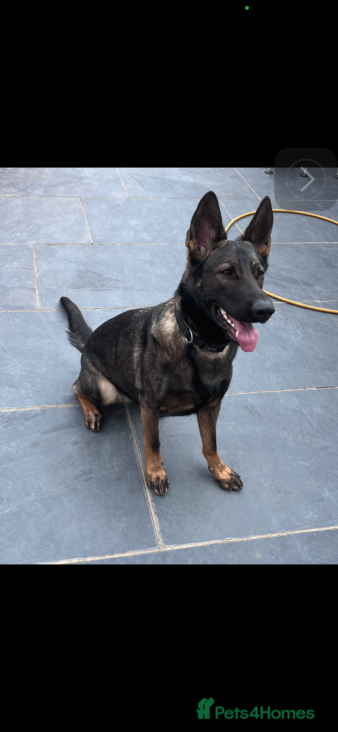 German Shepherd dogs for sale: gorgeous kc reg working blood line German Shepard  - Image 2