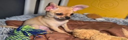 Chihuahua dogs for sale: CHIHUAHUA Girls Ready To Go - Advert 6