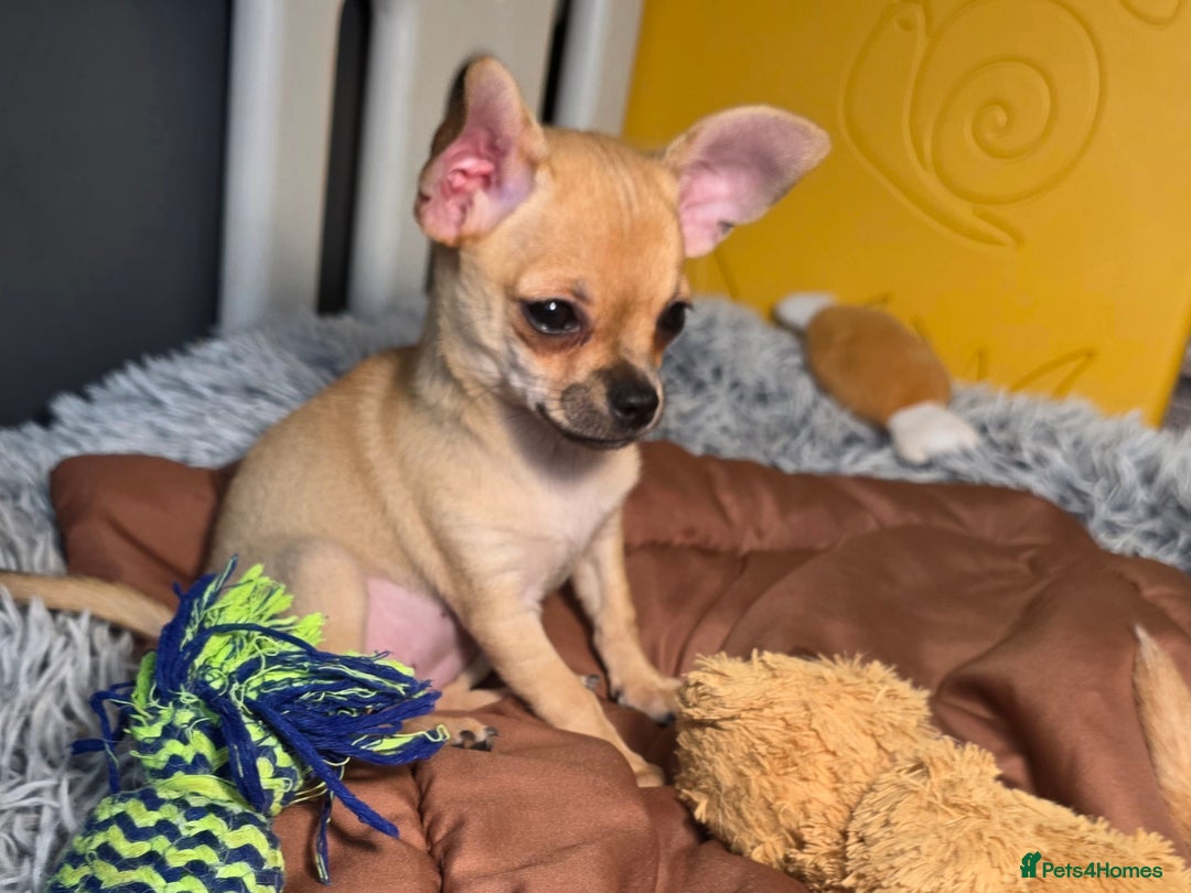 Chihuahua dogs for sale: CHIHUAHUA Girls Ready To Go - Advert 6