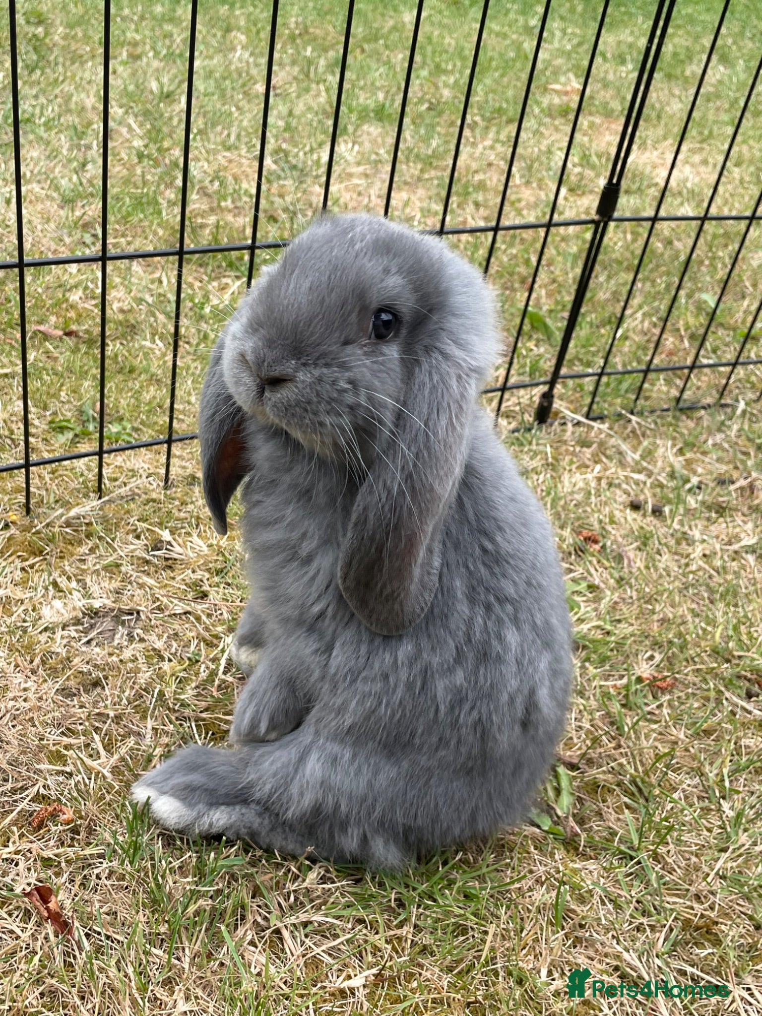 French Lop rabbits Beautiful French Lop Babies - Advert 2