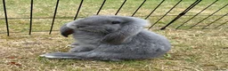 French Lop rabbits for sale: Beautiful French Lop Babies - Advert 5