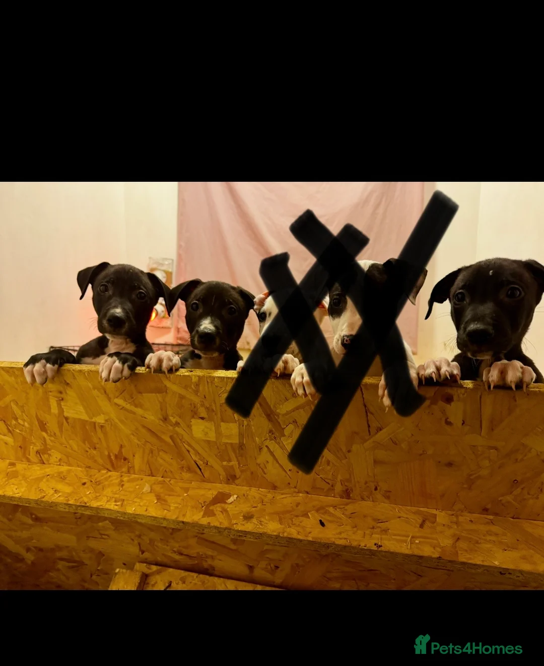 Lurcher dogs for sale: Bull greyhound pups - Advert 5