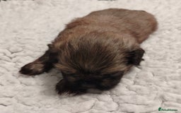 Shih Tzu dogs for sale: Shih tzu  - Image 4