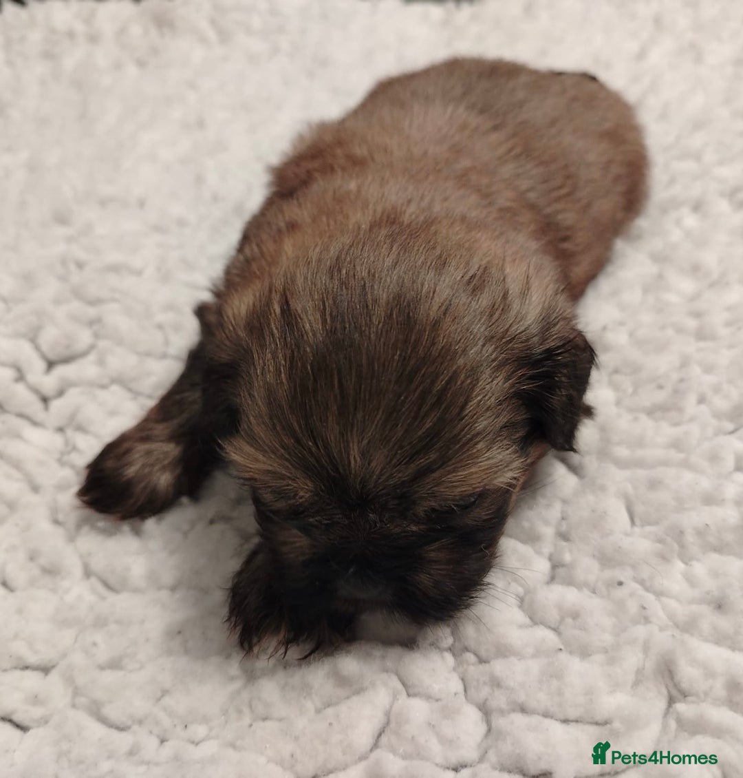 Shih Tzu dogs for sale: Shih tzu  - Image 4