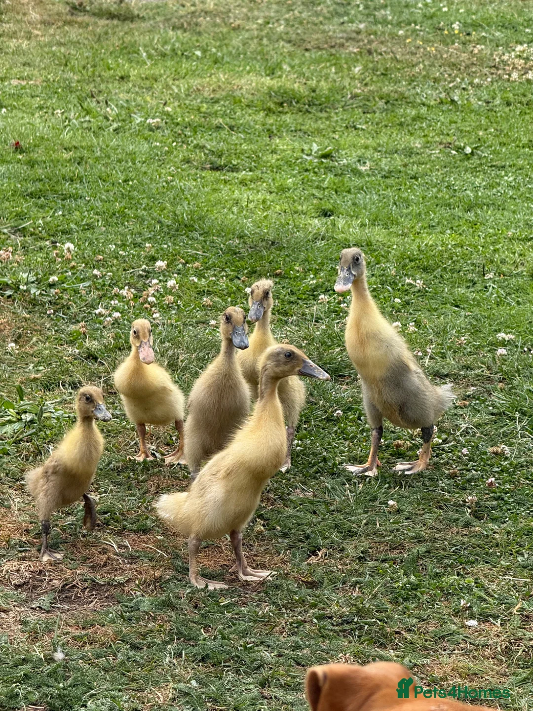 Ducks poultry for sale: Baby ducklings - Advert 6