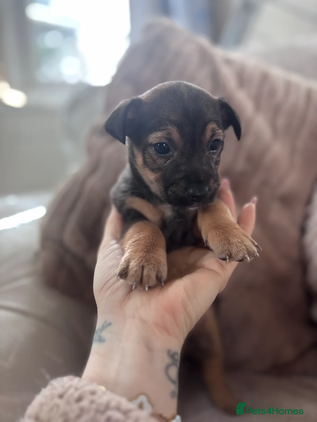 Jack Russell dogs for sale: Chunky Jack Russell pups - Advert 8