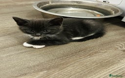 Mixed Breed cats for sale: 4 fluffy kittens  - Image 3