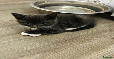 Mixed Breed cats - Advert 6