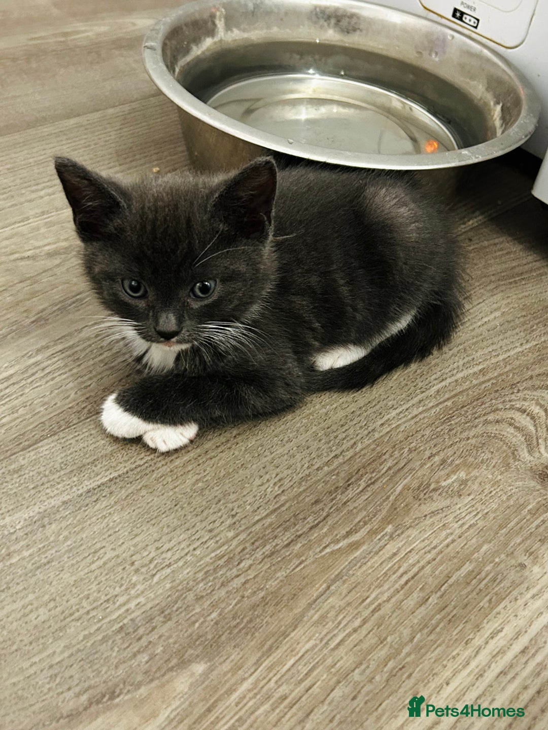 Mixed Breed cats for sale: 4 fluffy kittens  - Image 3