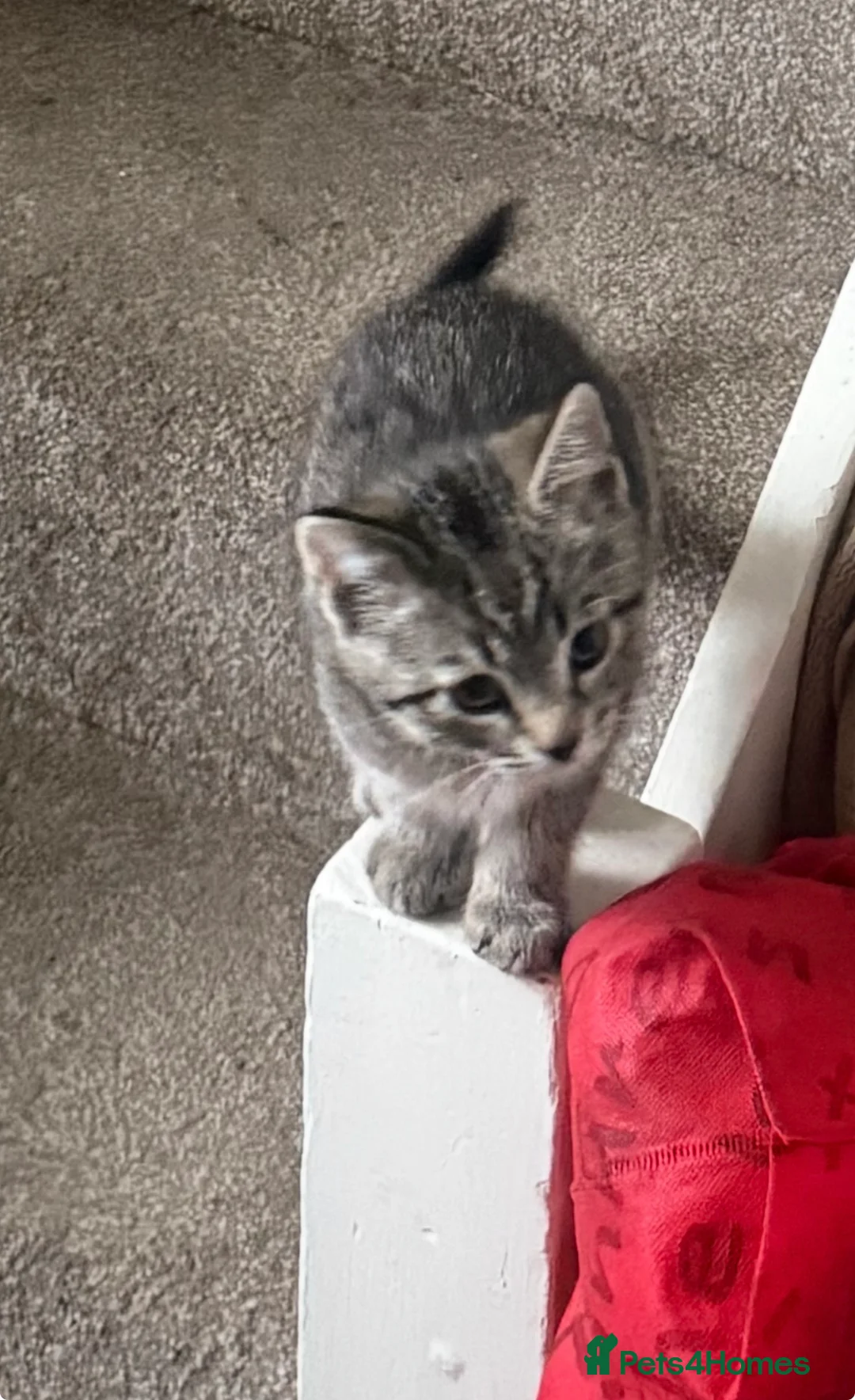 Mixed Breed cats for sale: 3 mixed tabby kittens for sale!  - Advert 13