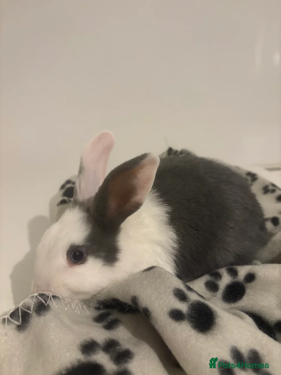 Dutch rabbits for sale: Adorable baby dutch bunnies - Advert 1