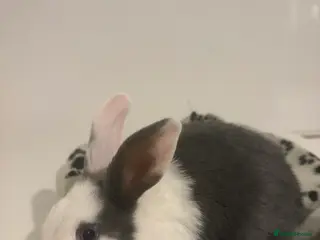 Dutch rabbits Adorable baby dutch bunnies - Advert 1