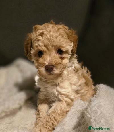 Toy Poodle dogs - Advert 9