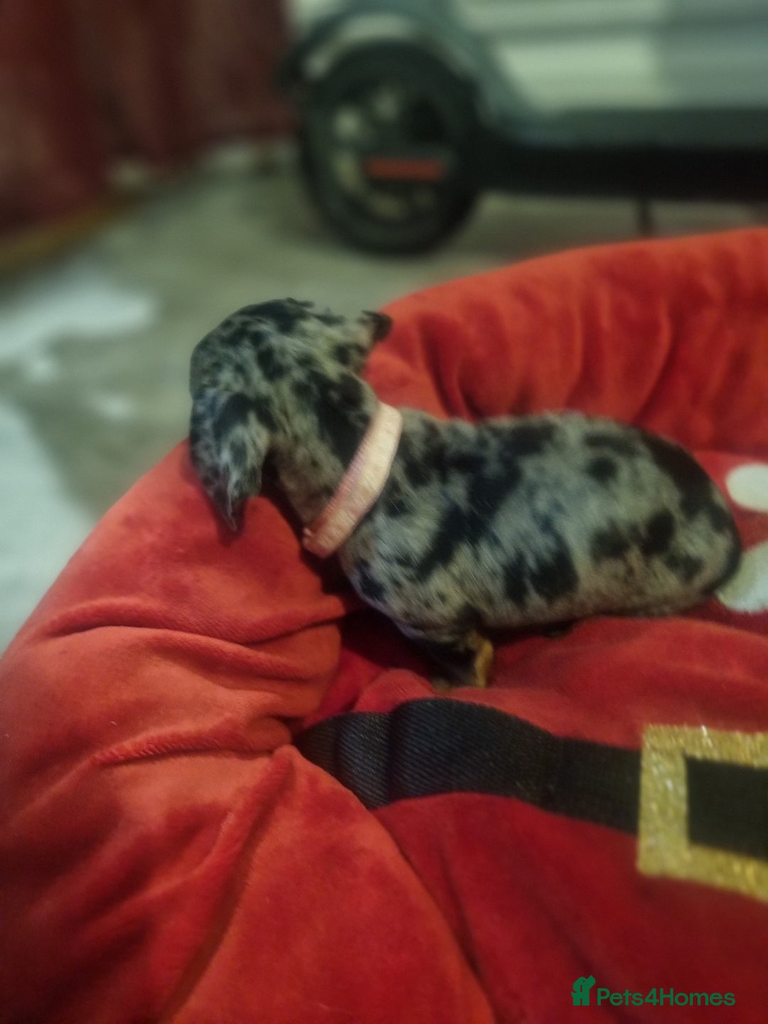 Miniature Dachshund dogs for sale: Miniature Dachshund  - Advert 8