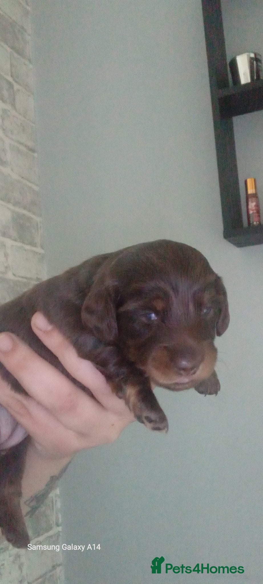 Miniature Dachshund dogs for sale: Long haired mini Dachshund chocolate/tan pointers in Sheffield - Advert 4