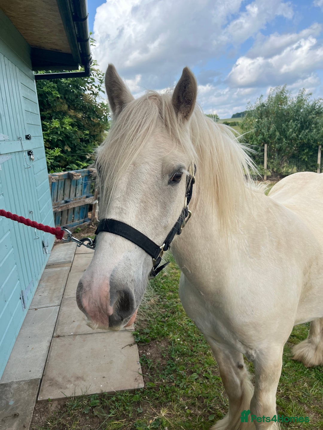 Irish Cob horses for sale: 13hh palomino gelding 2/3 year old mini cob - Image 2