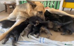 German Shepherd dogs for sale: Beautiful German Shepherd Puppies from Loving Home - Image 12
