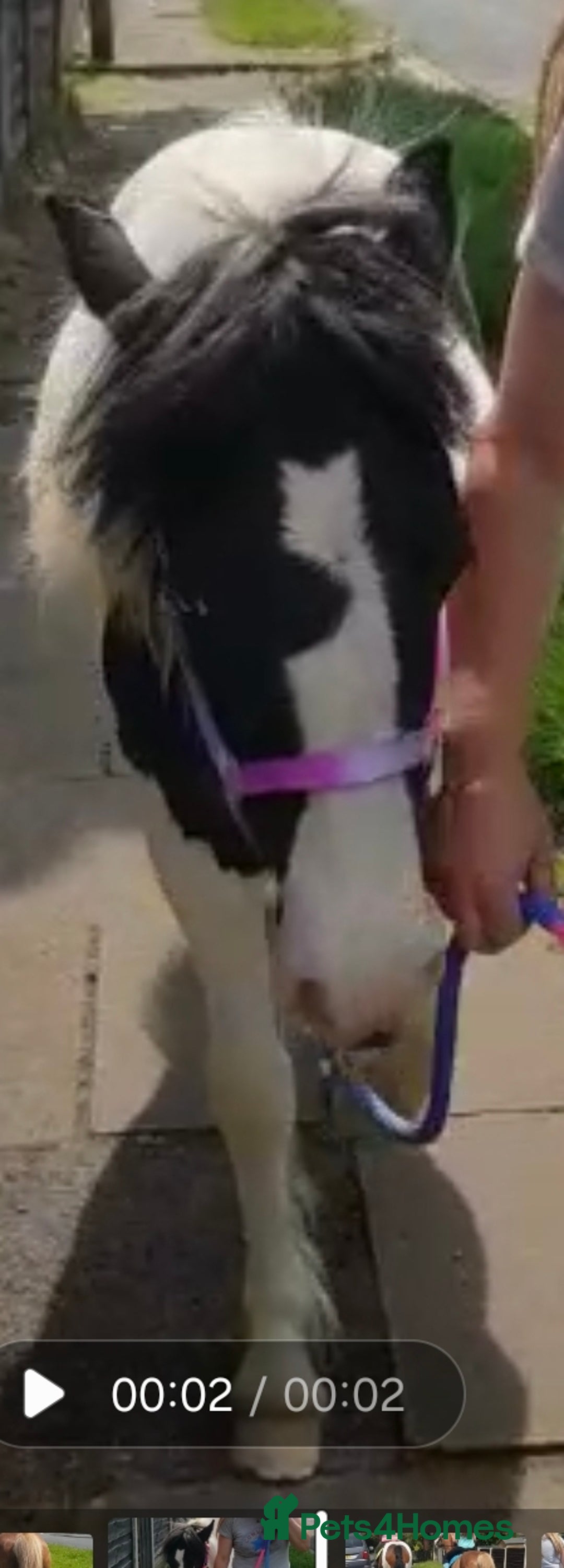 Other Breed horses for sale: Mini cob - Image 1