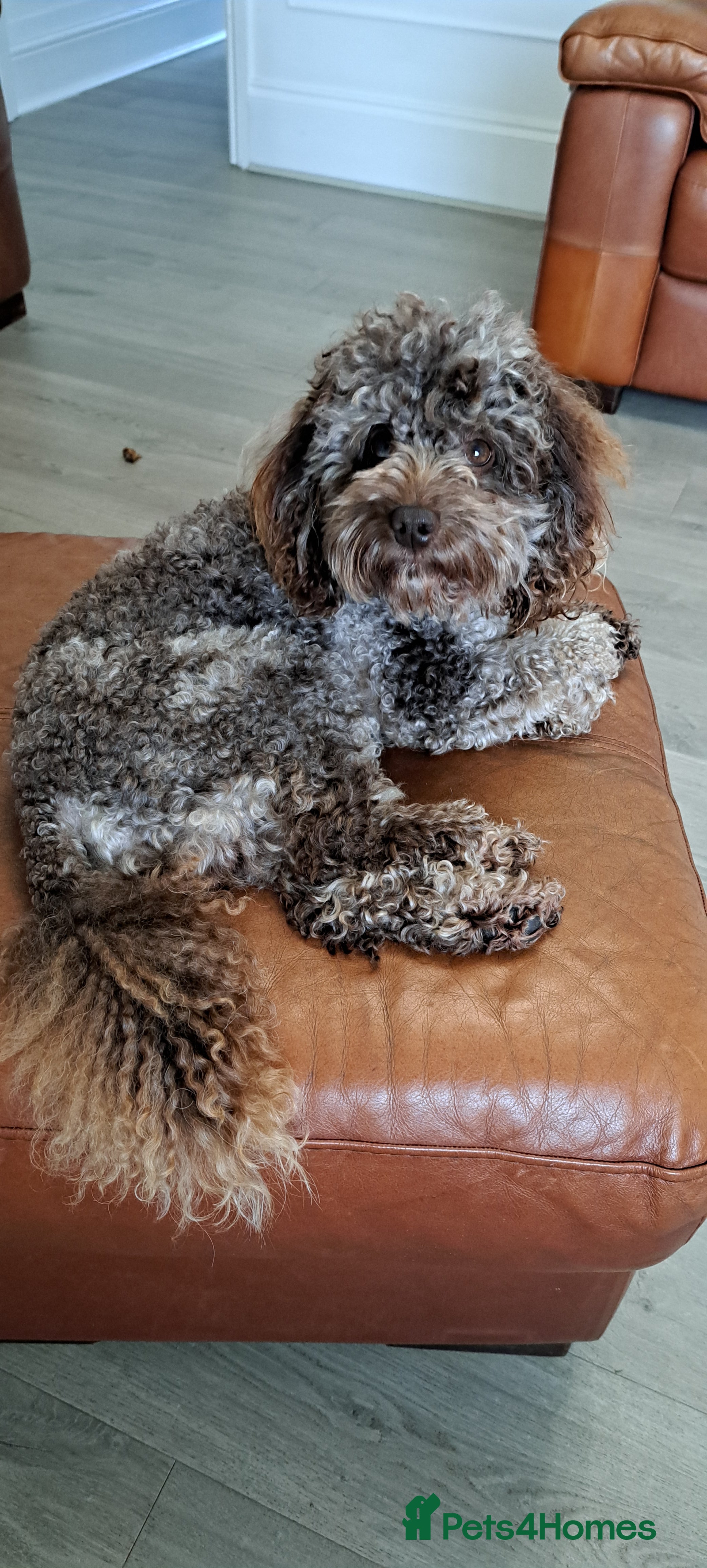 Cockapoo dogs Cockapoo for stud merle DNA health tested, proven  in Bristol - Advert 3