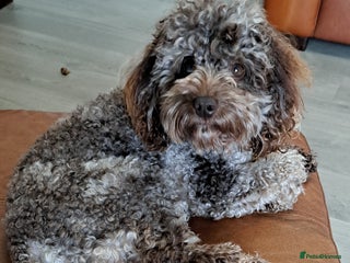 Cockapoo dogs Cockapoo for stud merle DNA health tested, proven in Bristol - Advert 3