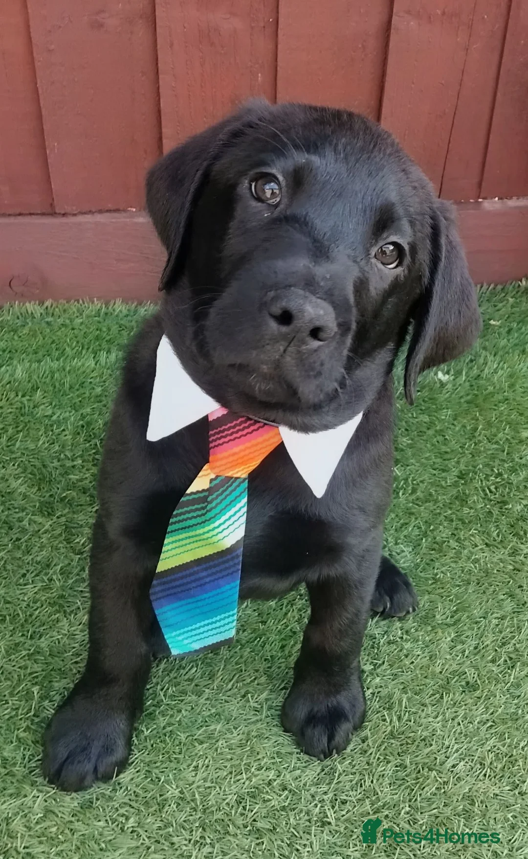 Labrador Retriever dogs for sale: 🐾 ONLY 2 BOYS LEFT – READY FOR FOREVER HOMES! ❤️ - Advert 2