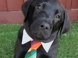 Labrador Retriever dogs KC Black Labradors – 4 Boys & 2 Girls Available🐶 - Advert 9