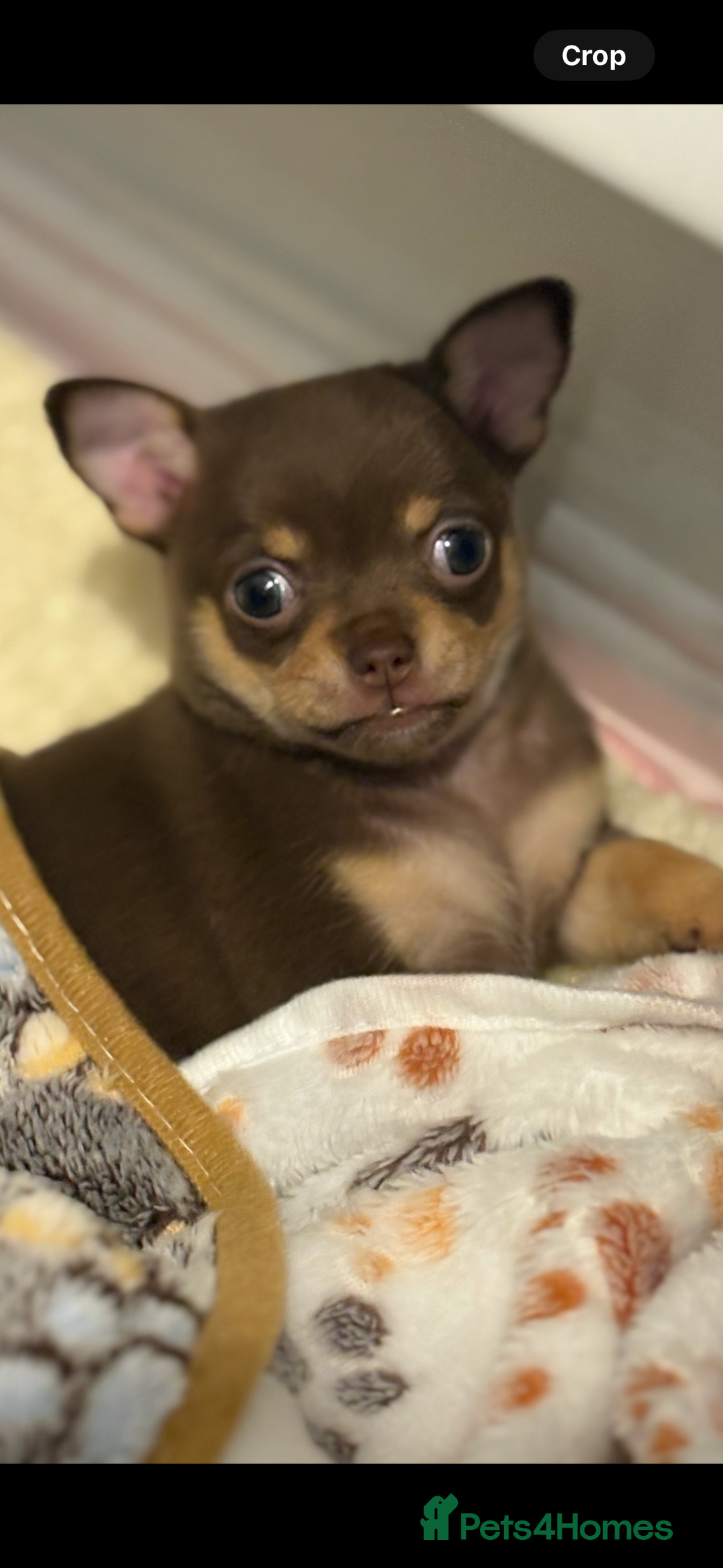Chihuahua dogs for sale: Chocolate tan Chihuahua female  - Advert 1