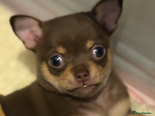 Chihuahua dogs Chocolate tan Chihuahua female - Advert 1