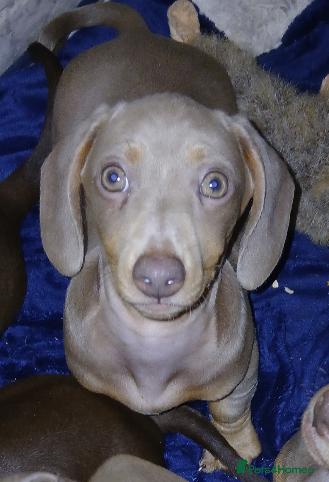 Dachshund dogs 5 male mini dachshund puppies  - Advert 10