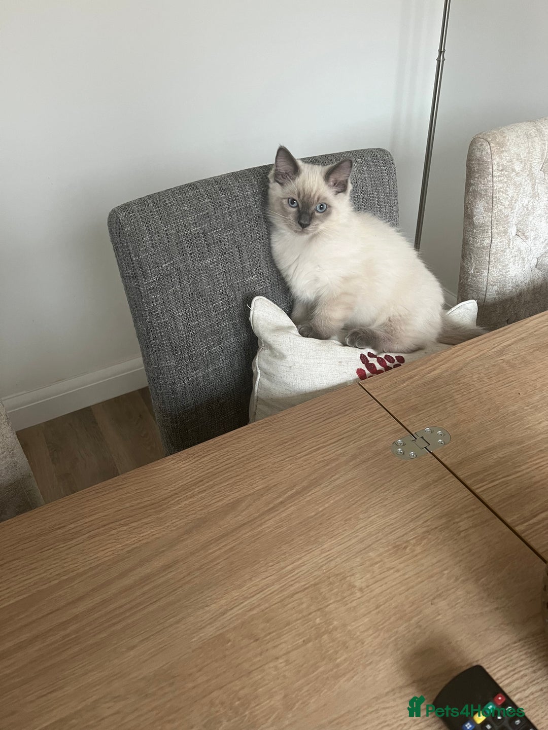 Ragdoll cats for sale: 2 Adorable Bluepoint boy Kittens left!  - Image 37
