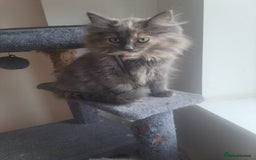 Mixed Breed cats for sale: Mix maine coon and ragdoll  - Image 1