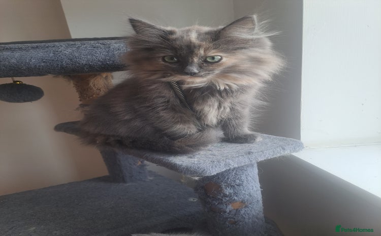 Mixed Breed cats - Advert 2