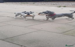 Miniature Schnauzer dogs for sale: Miniature Schnauzer girls - Image 4
