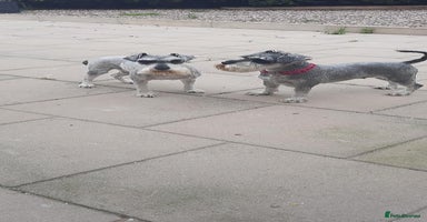 Miniature Schnauzer dogs - Advert 3