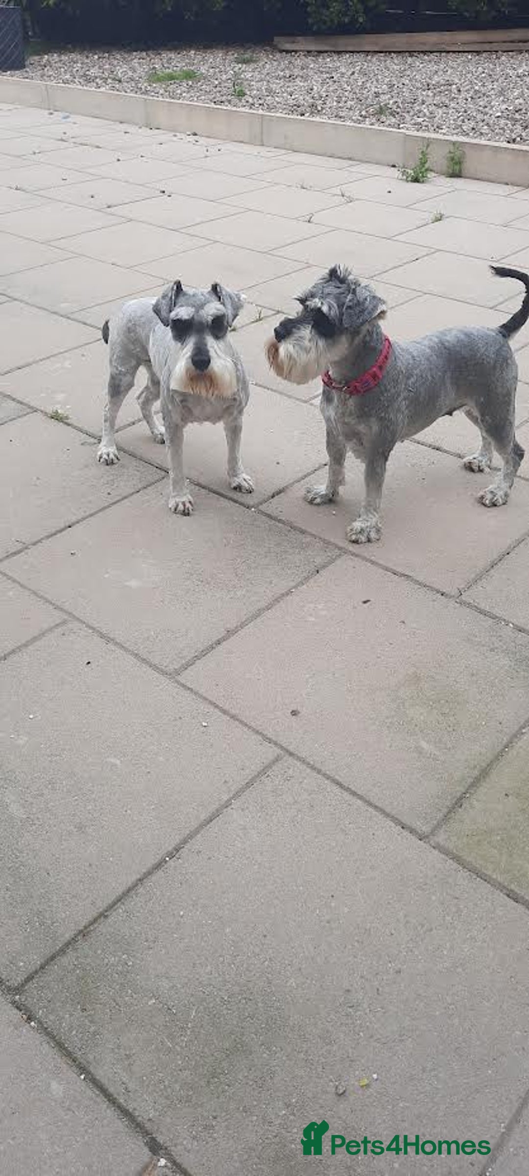 Miniature Schnauzer dogs for sale: Miniature Schnauzer girls - Image 4