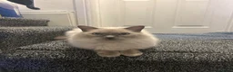 Ragdoll cats for sale: BEAUTIFUL RAGDOLL MALE 2 YEARS  in Derby - Advert 5