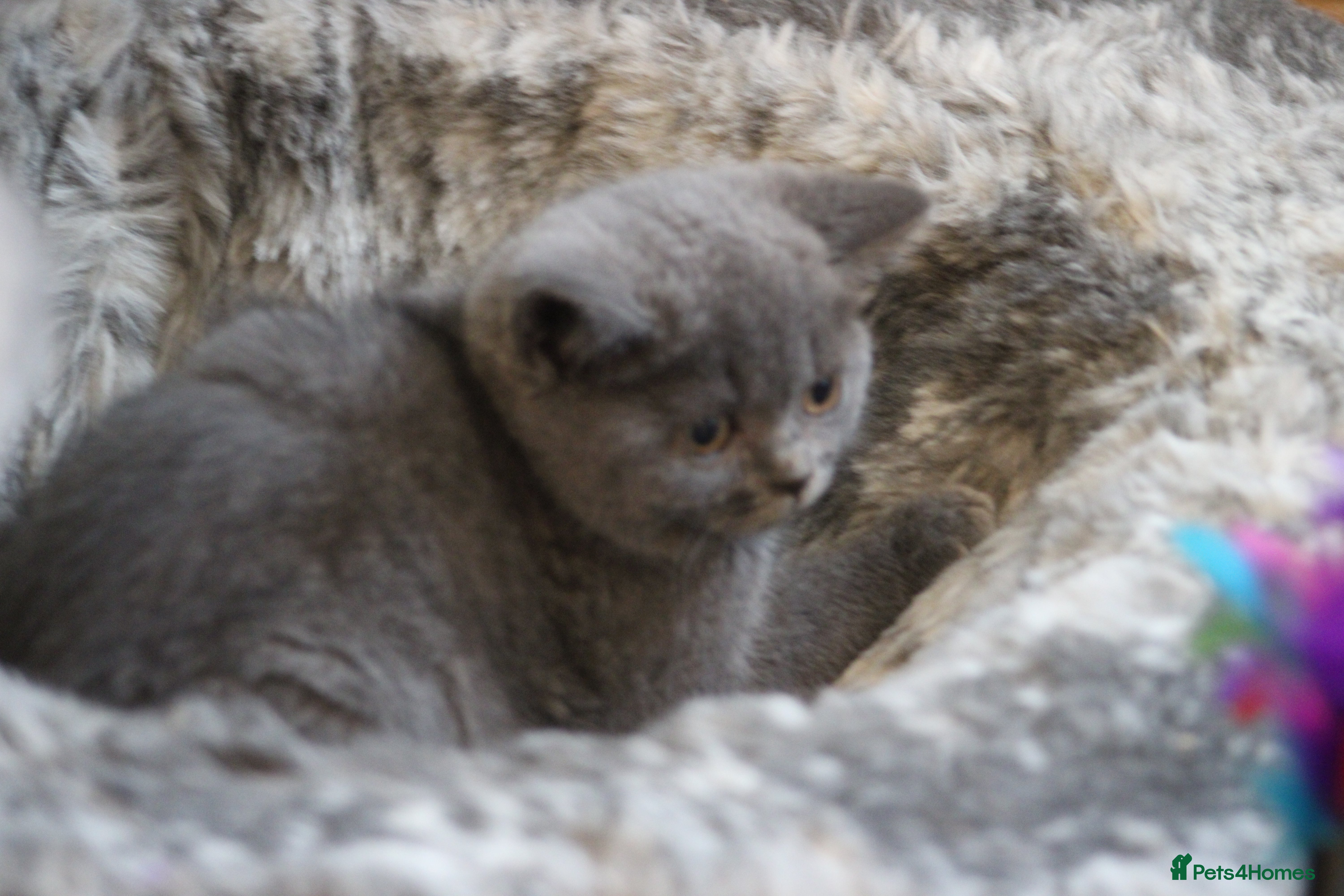 British Shorthair cats Cute babies!😸 - Advert 2