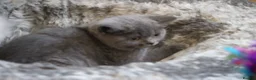 British Shorthair cats for sale: Cute babies ready for their new 🏠🐱🥰 - Advert 27