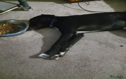 Mixed Breed dogs for sale: 7 month old collie cross pug - Image 4