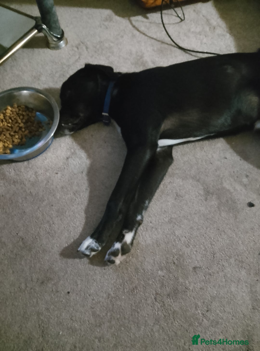 Mixed Breed dogs for sale: 7 month old collie cross pug - Image 4
