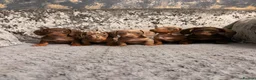 Miniature Dachshund dogs for sale: True to type miniature dachshund puppies ready now - Advert 10