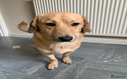 Mixed Breed dogs for sale: His name JJ.  - Image 2