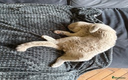 British Shorthair cats for sale: British short hair male  - Image 5