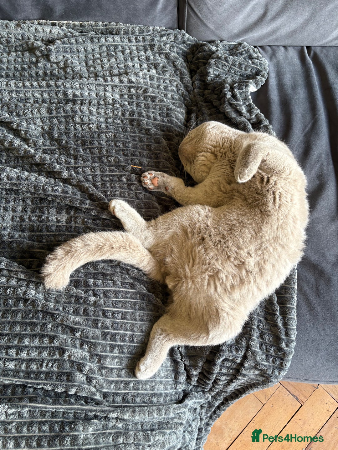 British Shorthair cats for sale: British short hair male  - Image 5