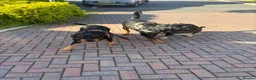 Rottweiler dogs for stud: Rottweiler for stud full pedigree, health tested  - Advert 3