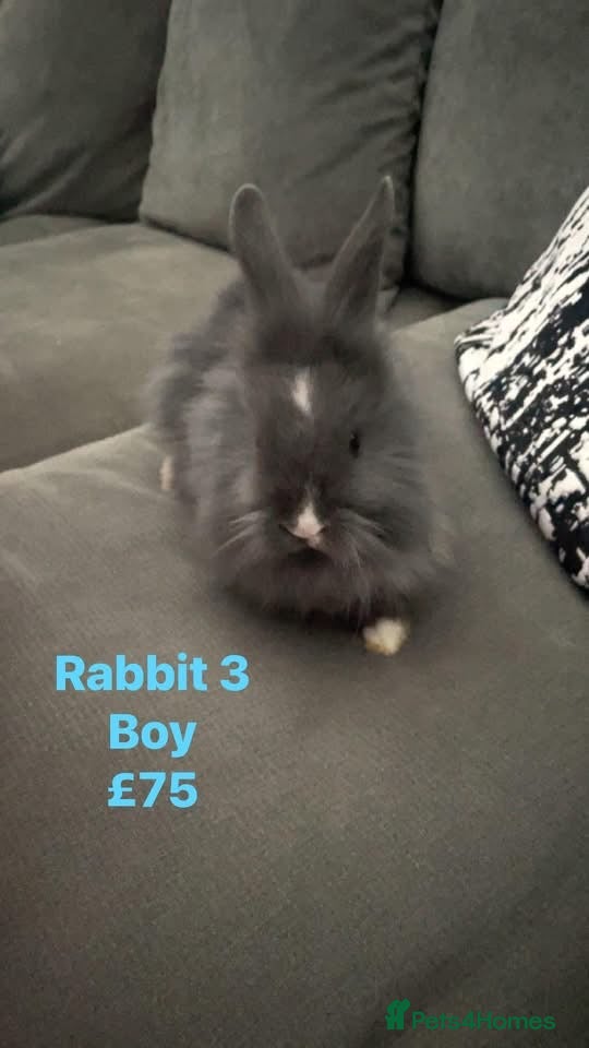 Lionhead rabbits 8 weeks old, 3 male lionhead bunnies - Advert 1