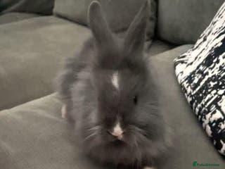 Lionhead rabbits 8 weeks old, 3 male lionhead bunnies - Advert 13